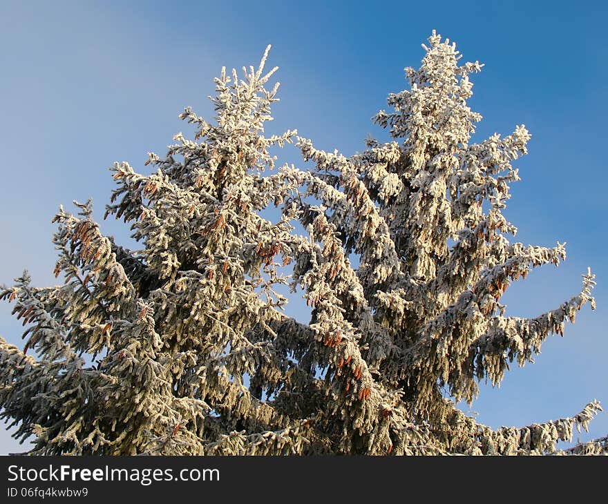 Winter landscape with snowy fir trees