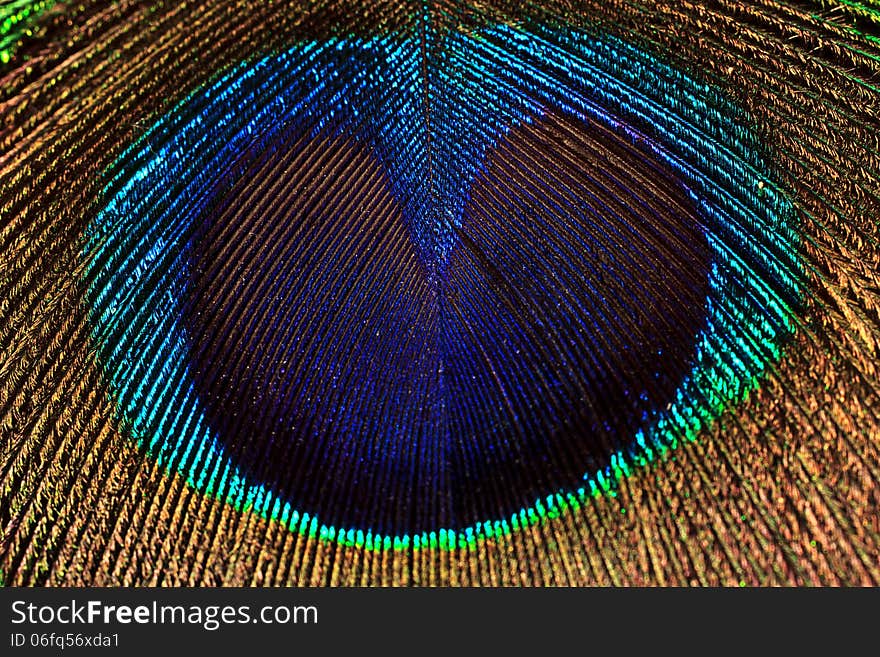 Peacock feather