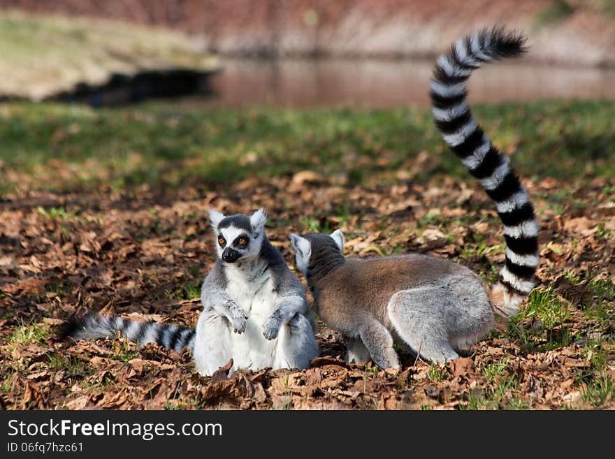 Lemur