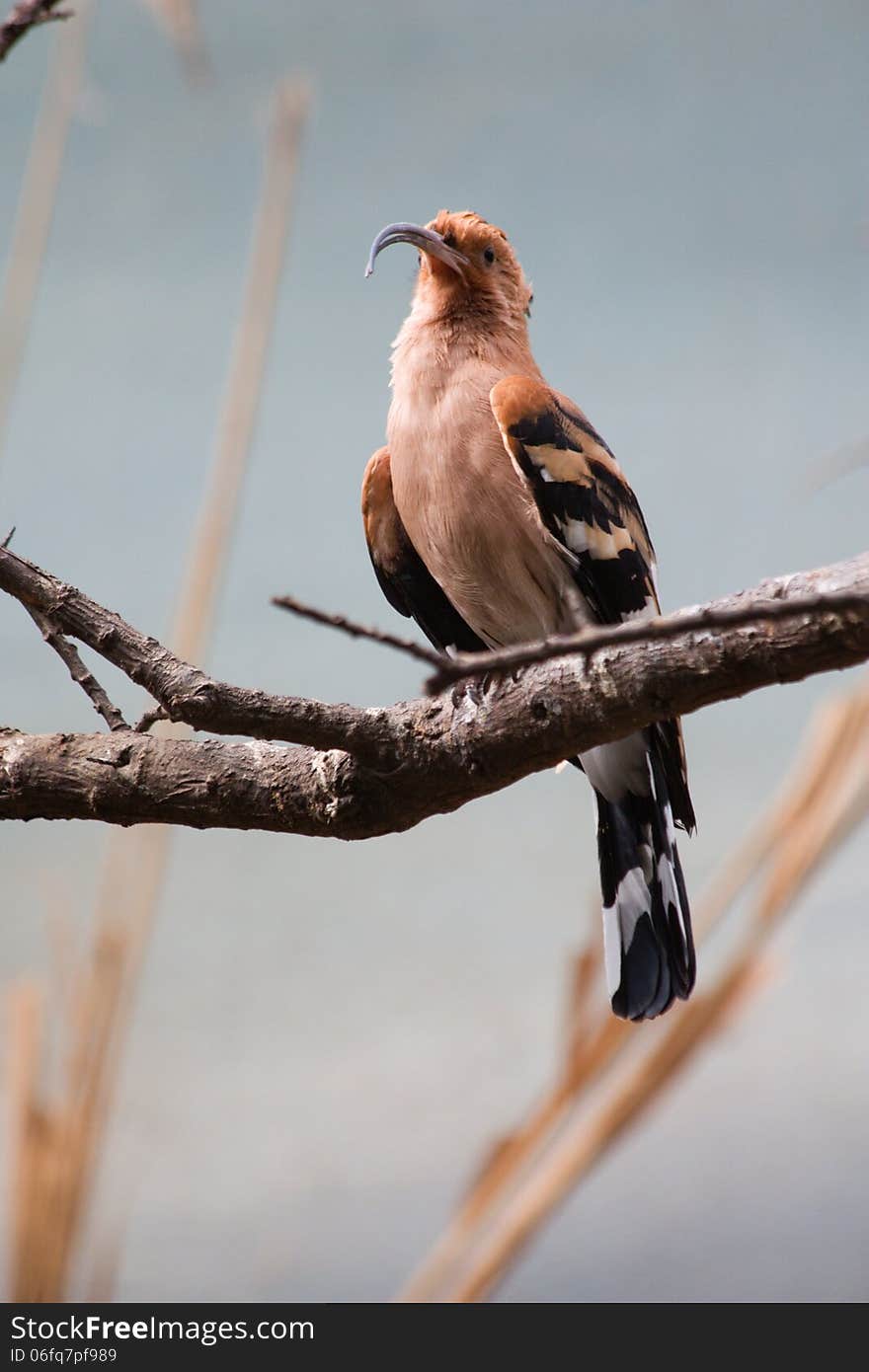 Hoopoe