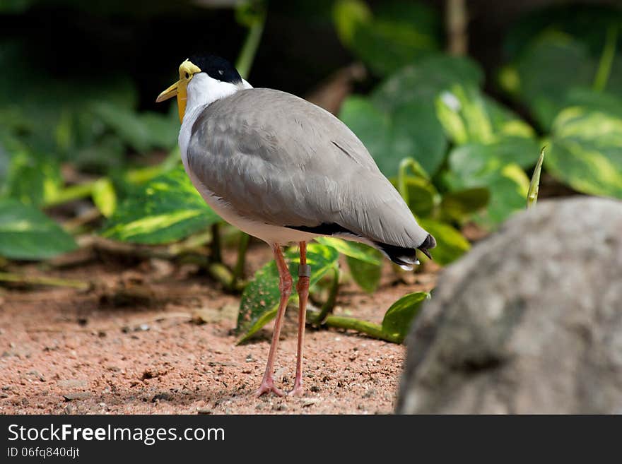 Lapwing standing on the ground. Lapwing standing on the ground