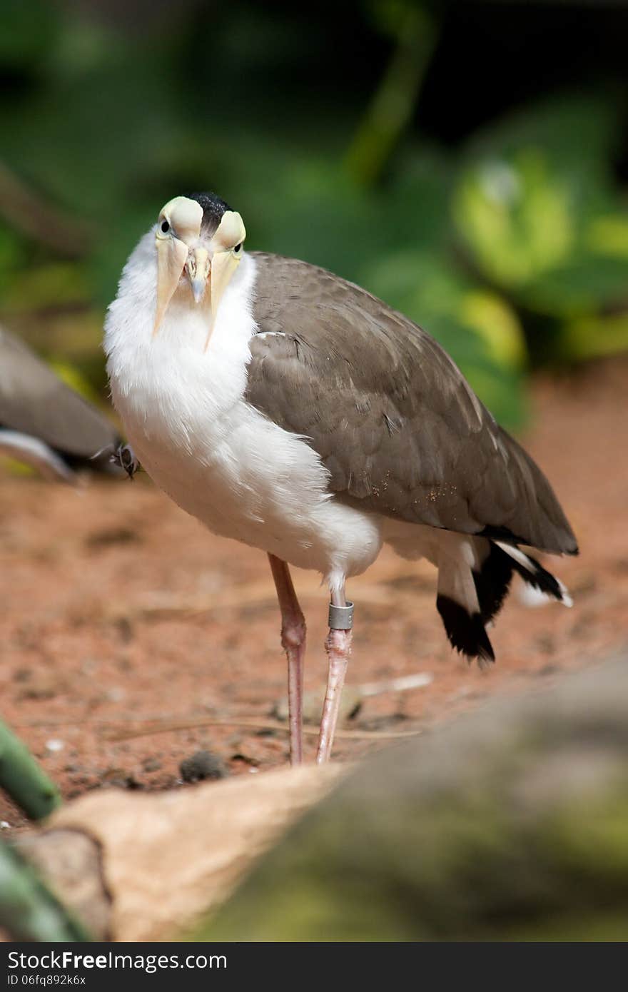 Lapwing standing on the ground and looking straight ahead. Lapwing standing on the ground and looking straight ahead