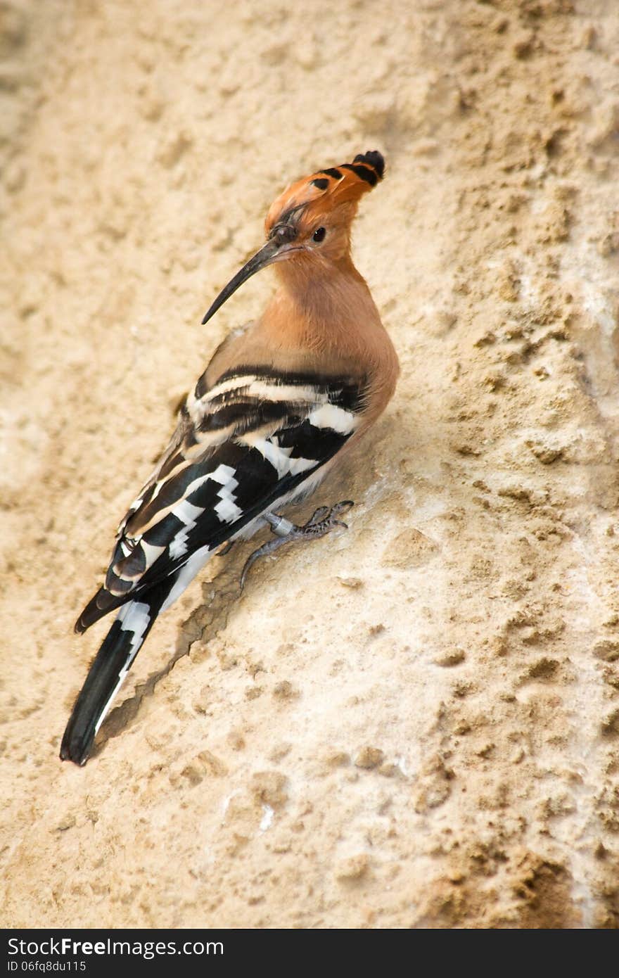 Hoopoe