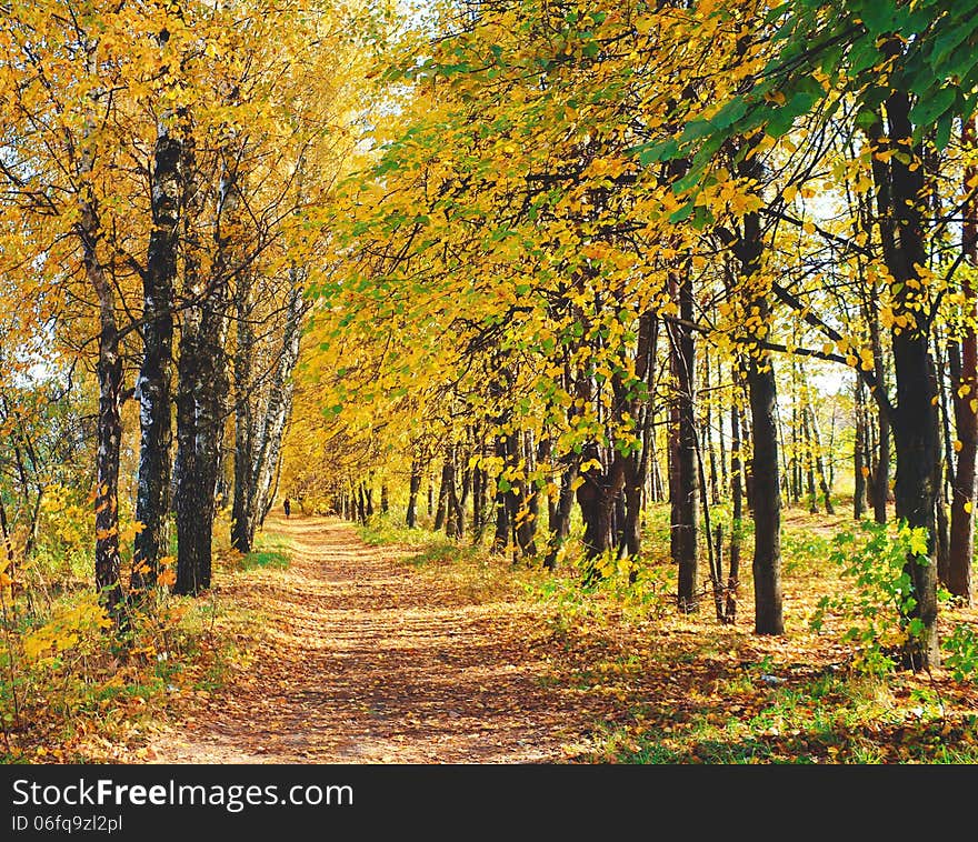 Trees covered with yellow leaves along the roads, Laden with yellow leaves. Trees covered with yellow leaves along the roads, Laden with yellow leaves.