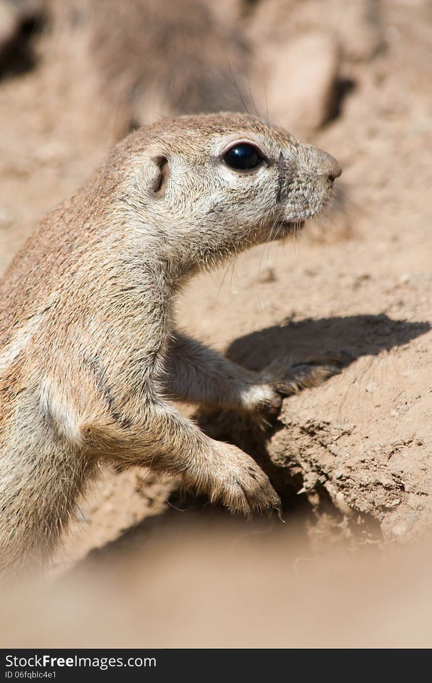 Squirrel cape