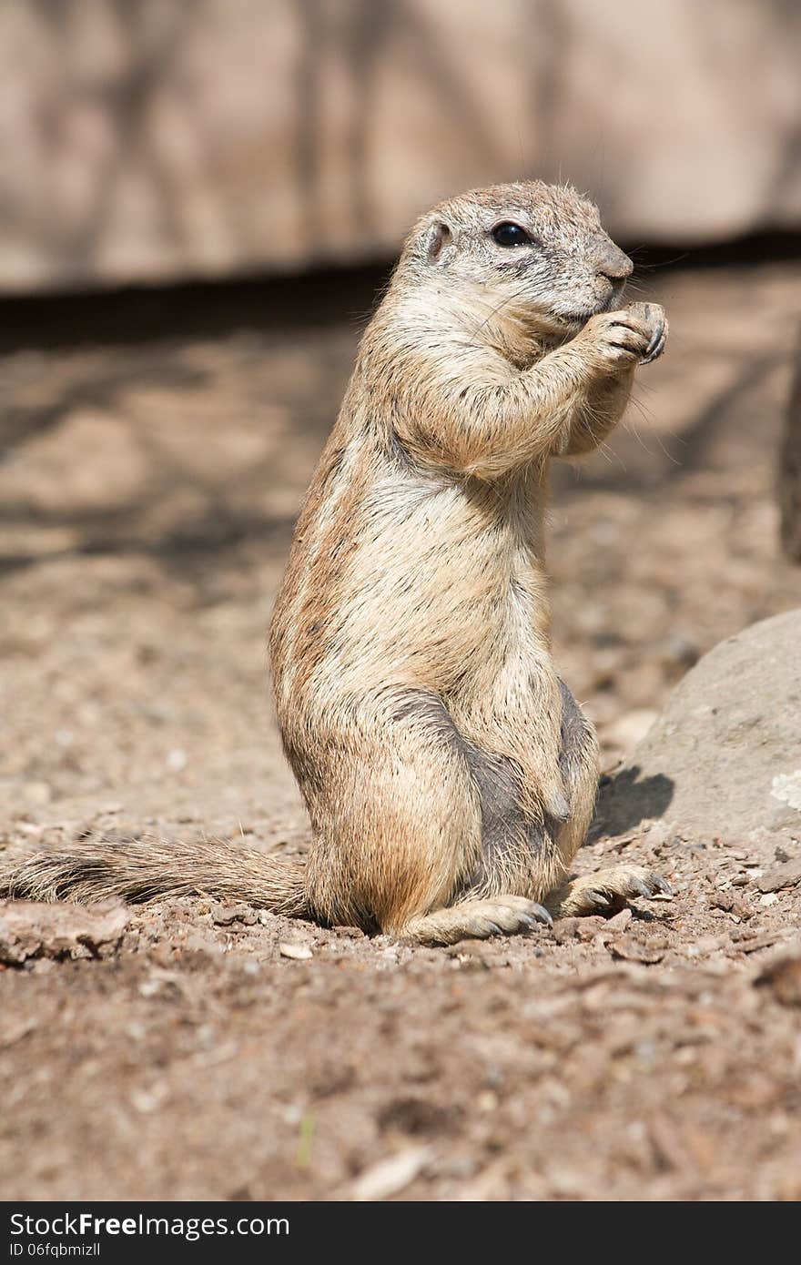 African squirrel standing on hind legs. African squirrel standing on hind legs