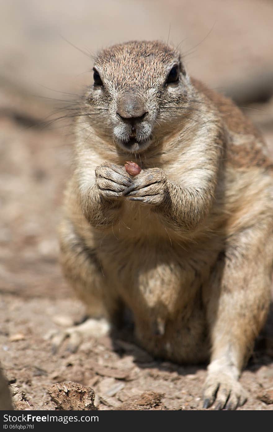 Front view of a squirrel cape, squirrel holding in front paws food