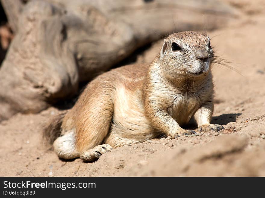 Squirrel Cape