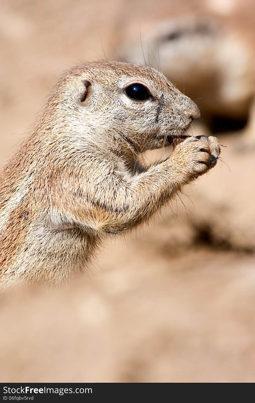 Squirrel cape side eating food