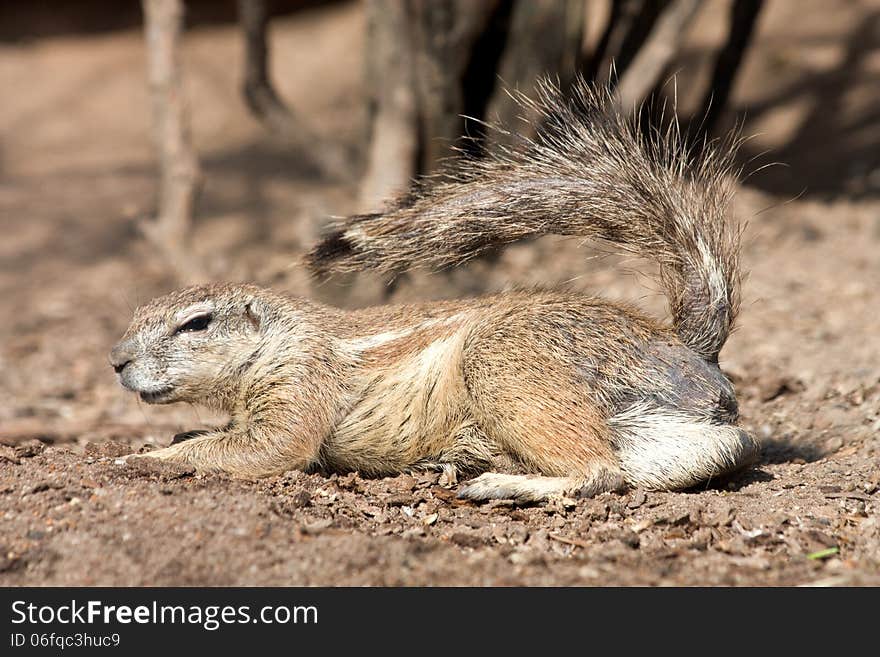 Squirrel cape