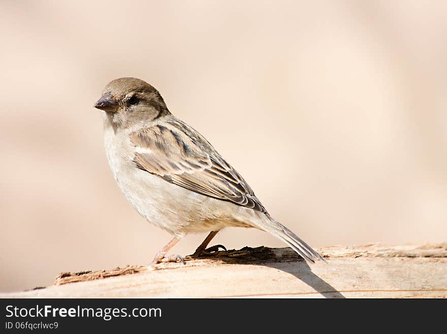 Sparrow sitting on a branch