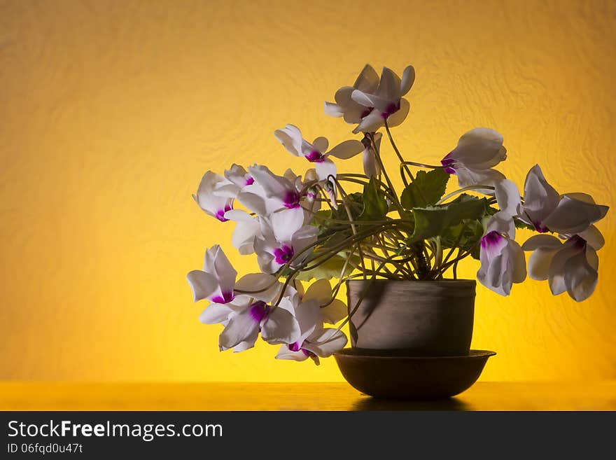 Blossoming cyclamen elegans in flowerpot over yellow background. Blossoming cyclamen elegans in flowerpot over yellow background.