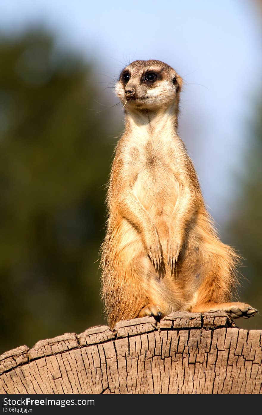 Meerkat sitting on a stump and watching the surroundings