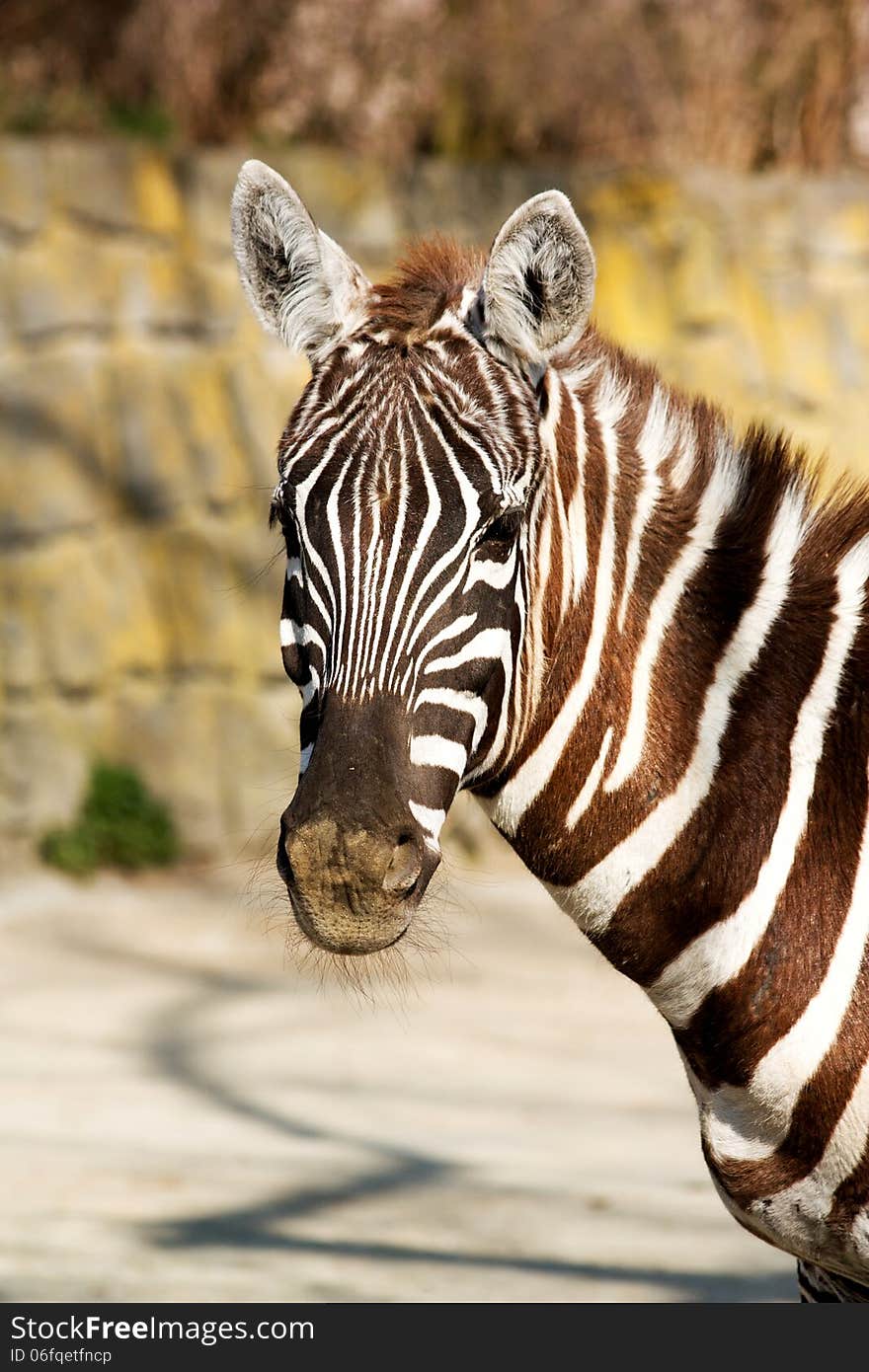 Detail of zebra head from the front