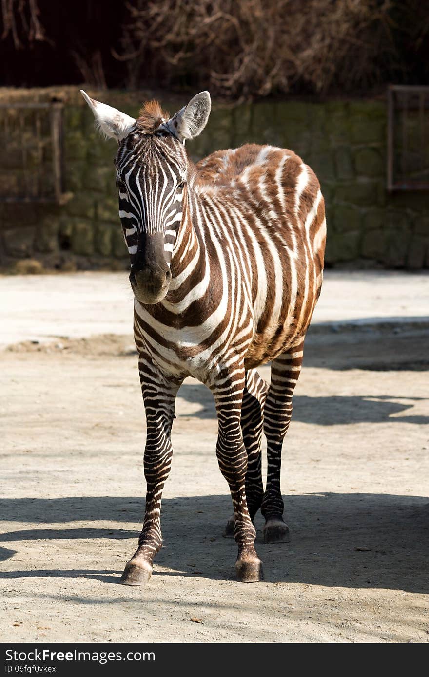 Zebra front, zebra in zoo