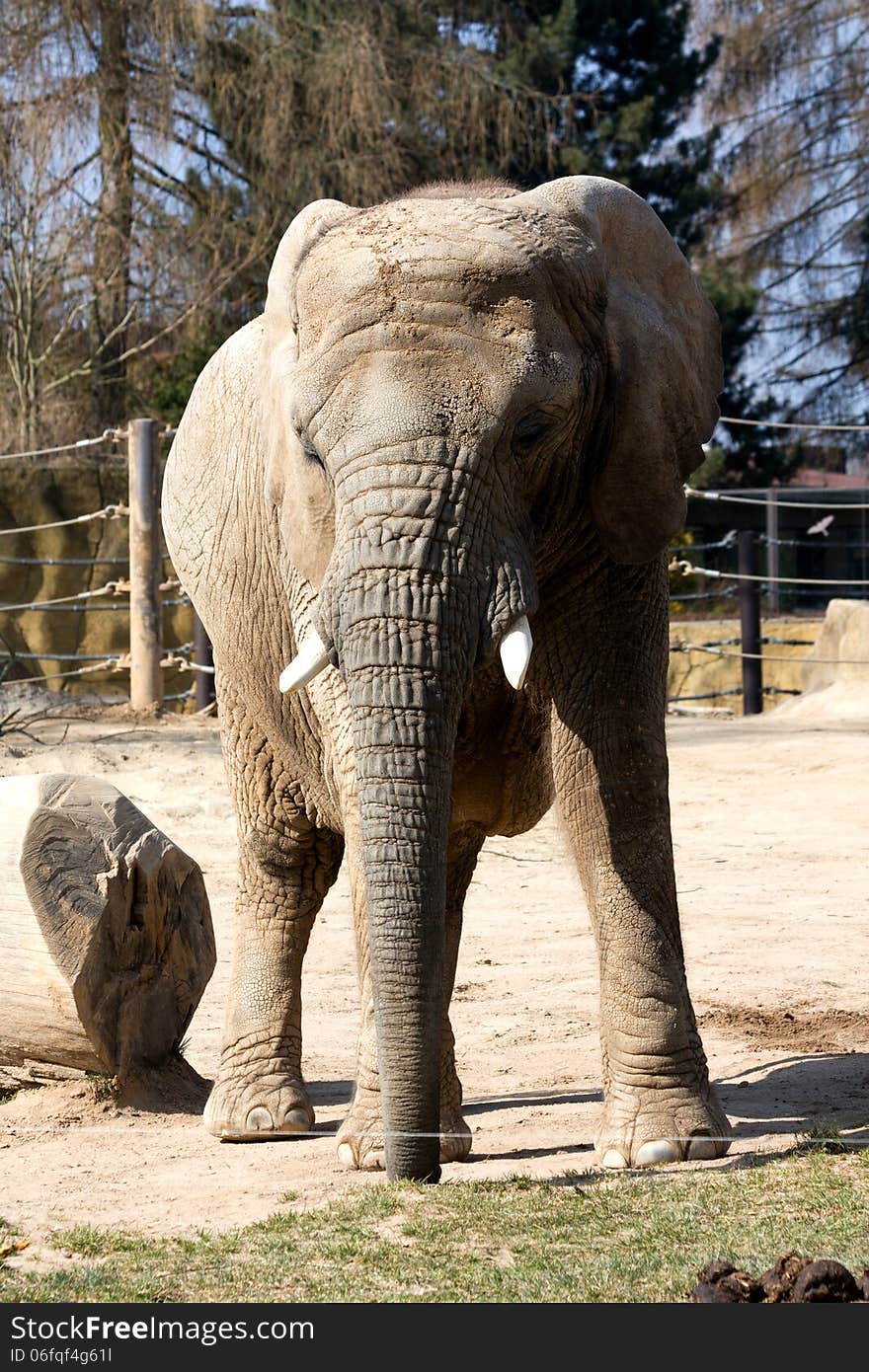 Elephant In Zoo