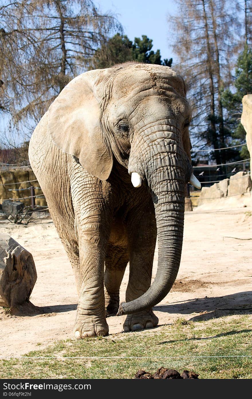 Elephant in zoo