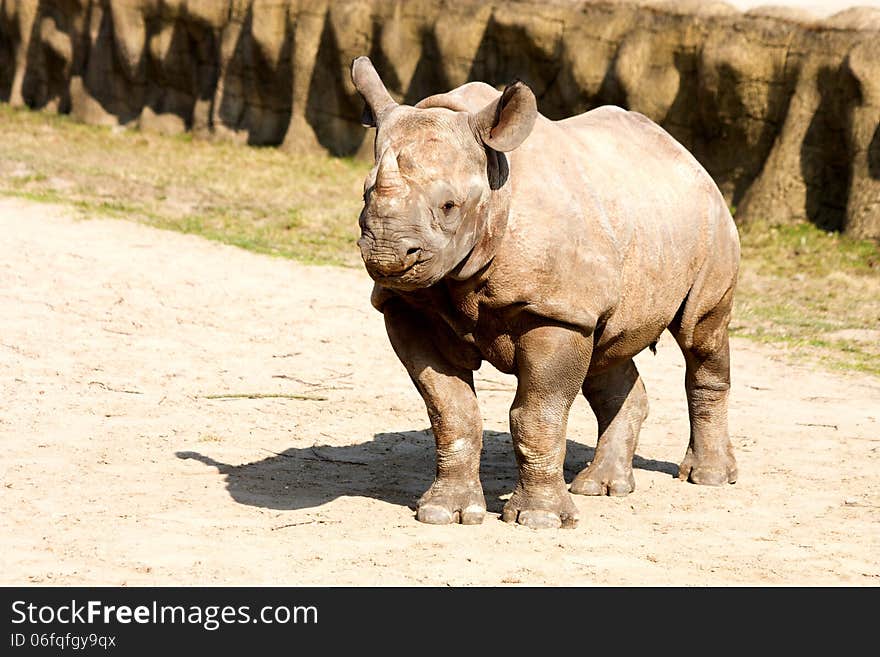 A young rhinoceros looks ahead. A young rhinoceros looks ahead