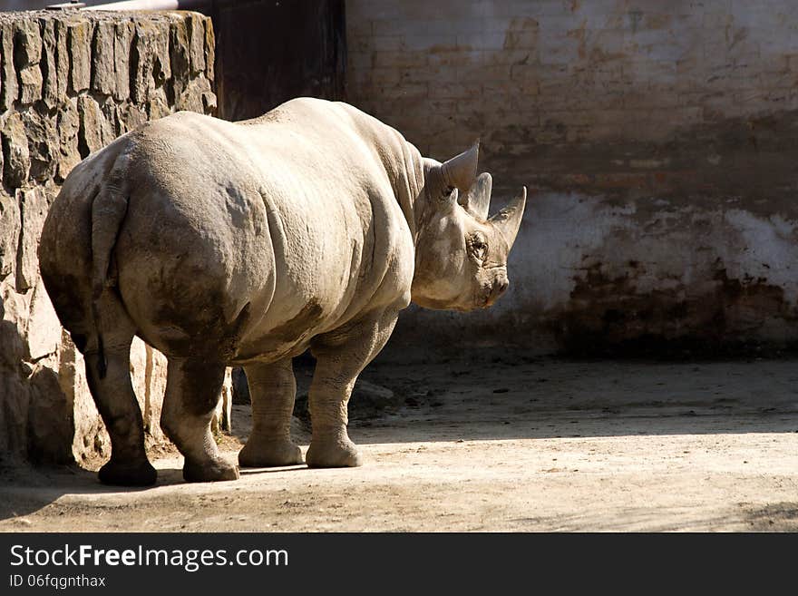 Rhinoceros in the zoo