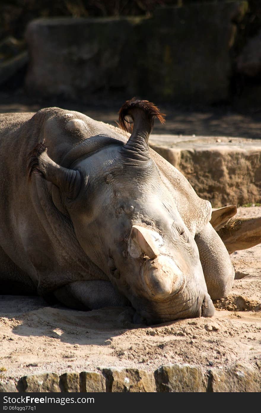 Rhinoceros in the zoo