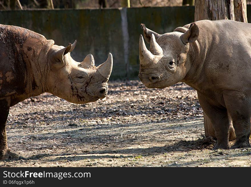 Two rhinos are facing each other. Two rhinos are facing each other