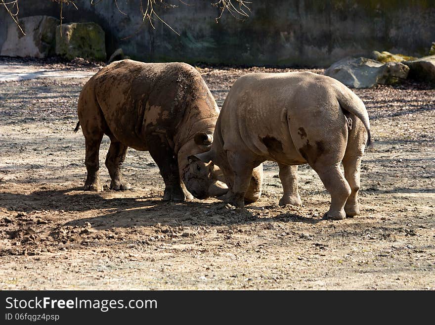 Two rhinos compete among themselves