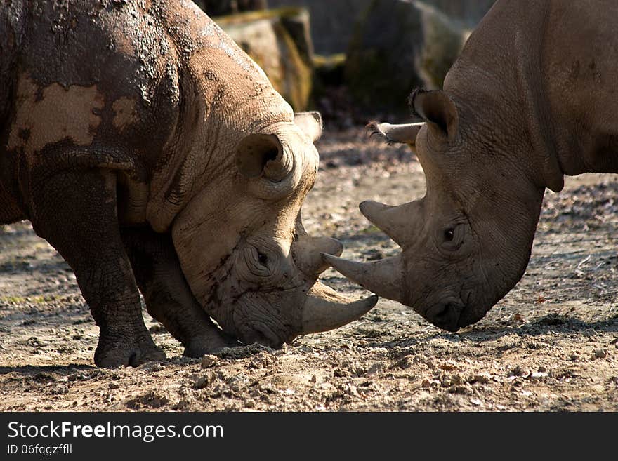 Two rhinos compete among themselves