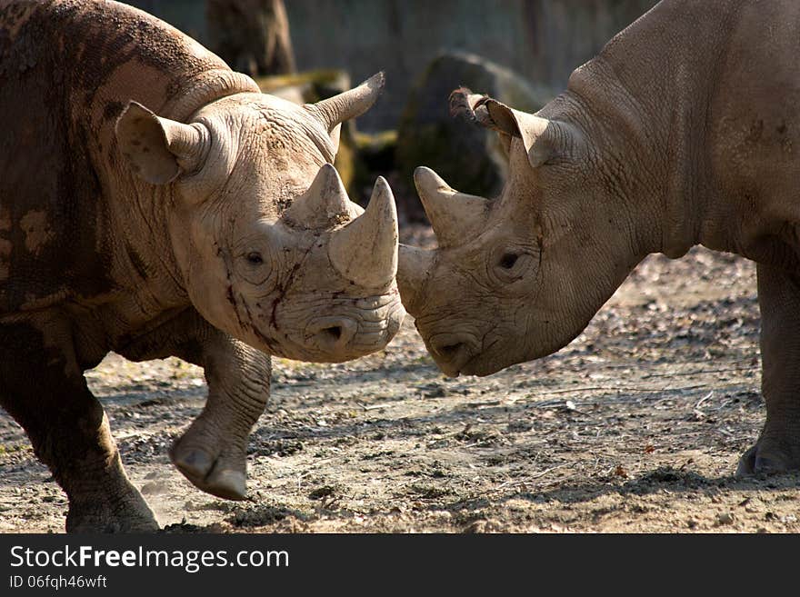 Two rhinos compete among themselves