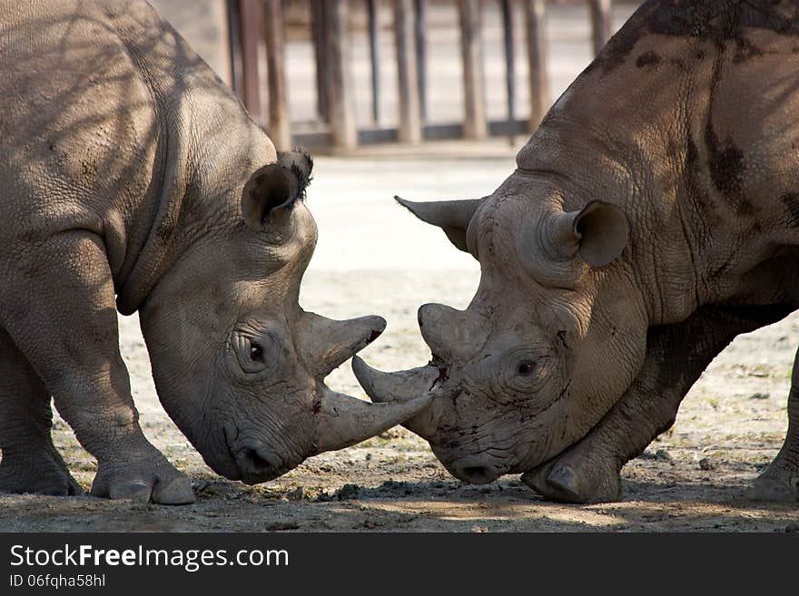 Two rhinos compete among themselves