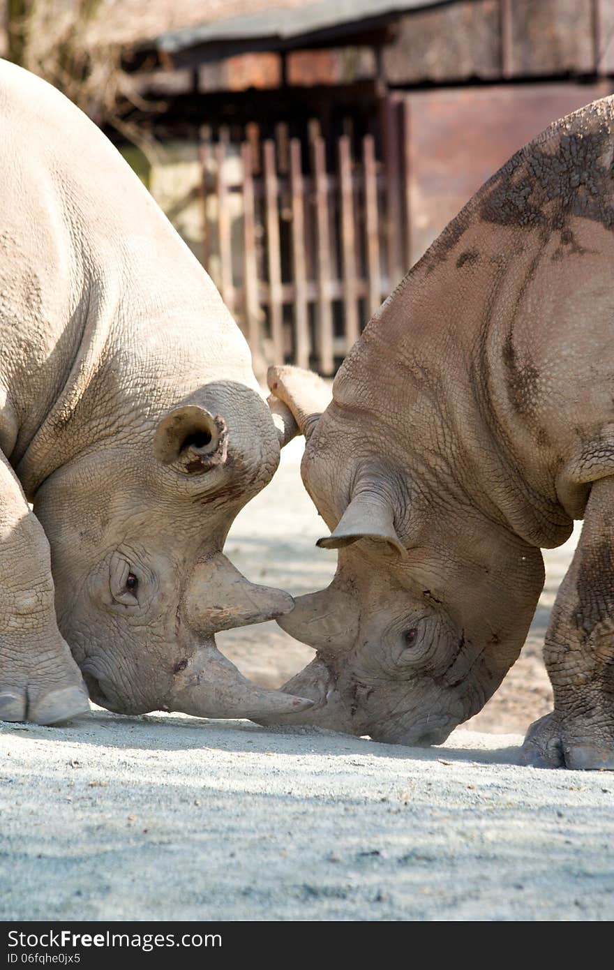 Two rhinos compete among themselves