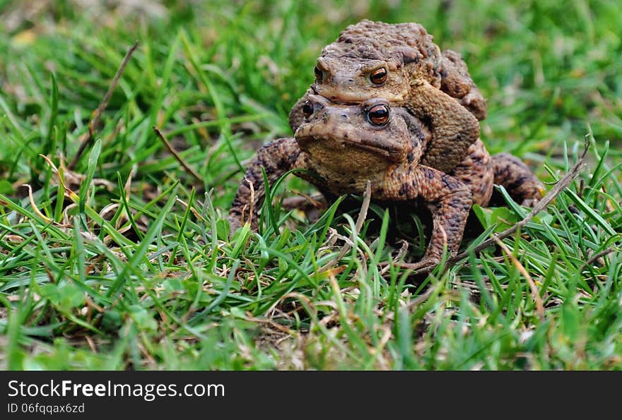 Mating Toads