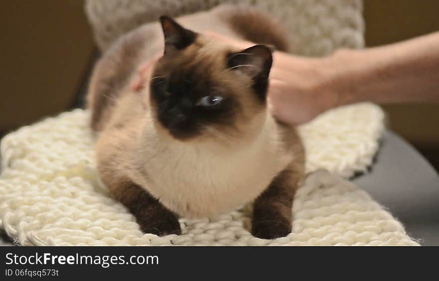 Petting and showing affectiong to a birmanese male cat. Petting and showing affectiong to a birmanese male cat