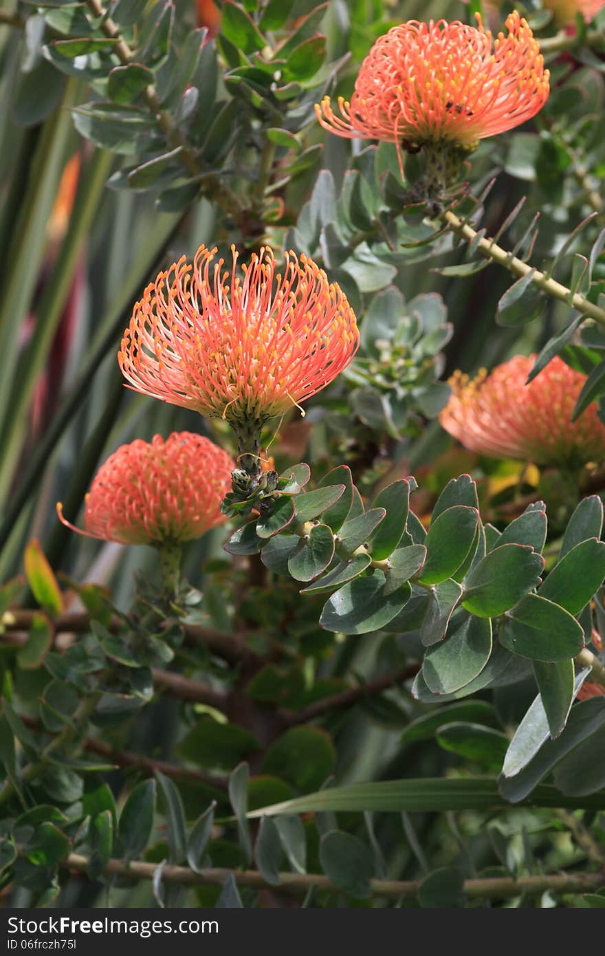 Leucospermum erubescens (Oranjevlam/Orange Flame) flowers in bloom at Kirstenbosch National Botanical Garden, Cape Town, South Africa. Leucospermum erubescens (Oranjevlam/Orange Flame) flowers in bloom at Kirstenbosch National Botanical Garden, Cape Town, South Africa.