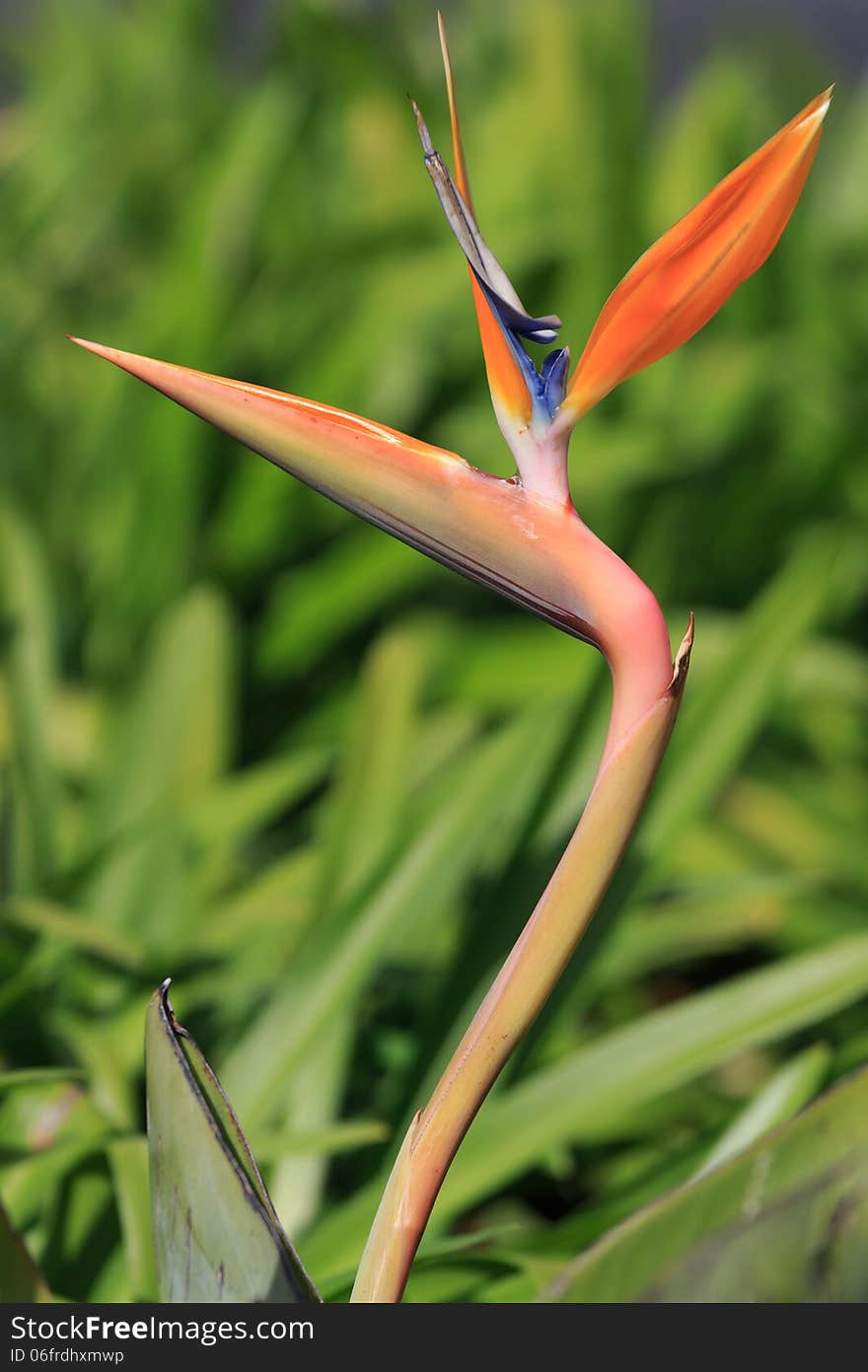 Bird of Paradise Flower in the garden, South Africa