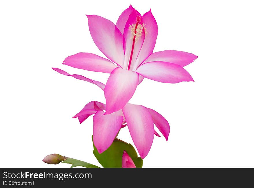 Christmas Cactus &x28;schlumbergera&x29