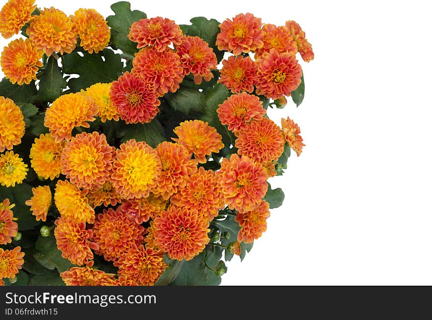 chrysanthemum isolated on white background