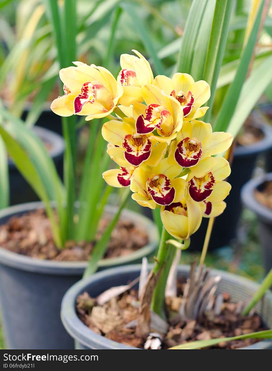 Cymbidium orchid