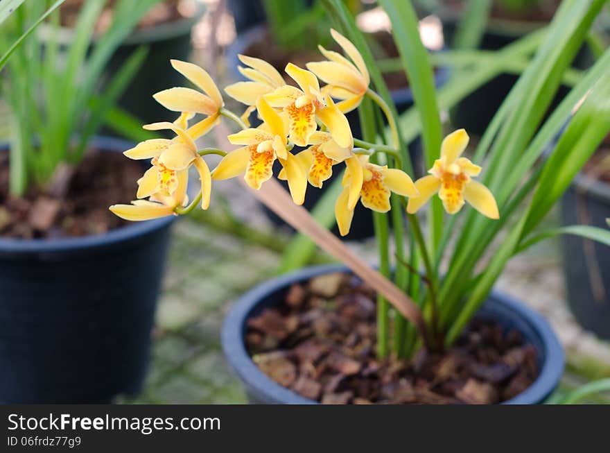 Cymbidium orchid