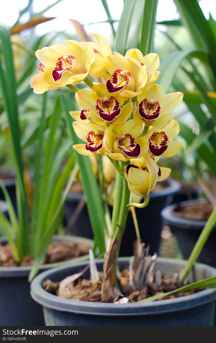 Cymbidium orchid