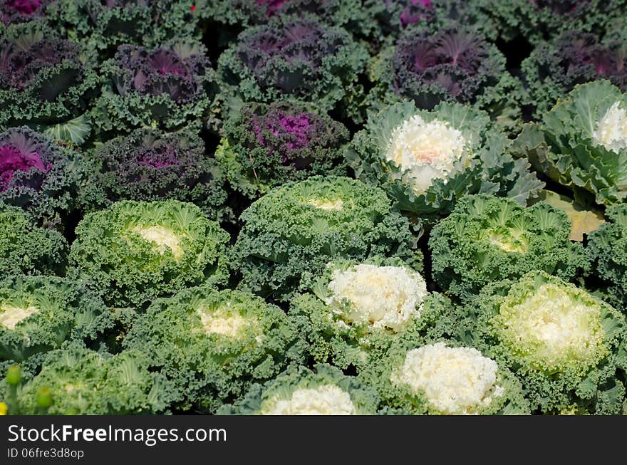 Ornamental leaved Kale