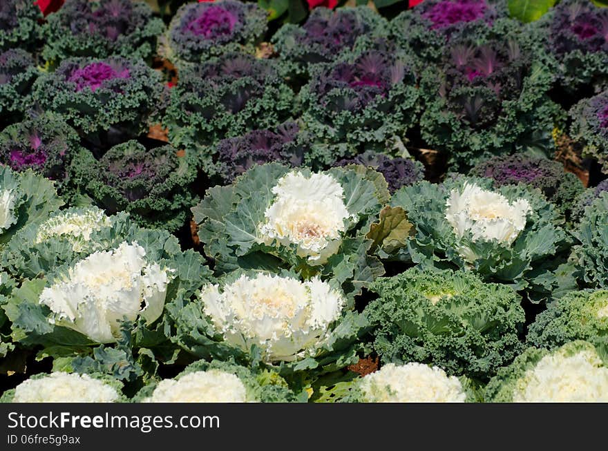 Ornamental leaved Kale