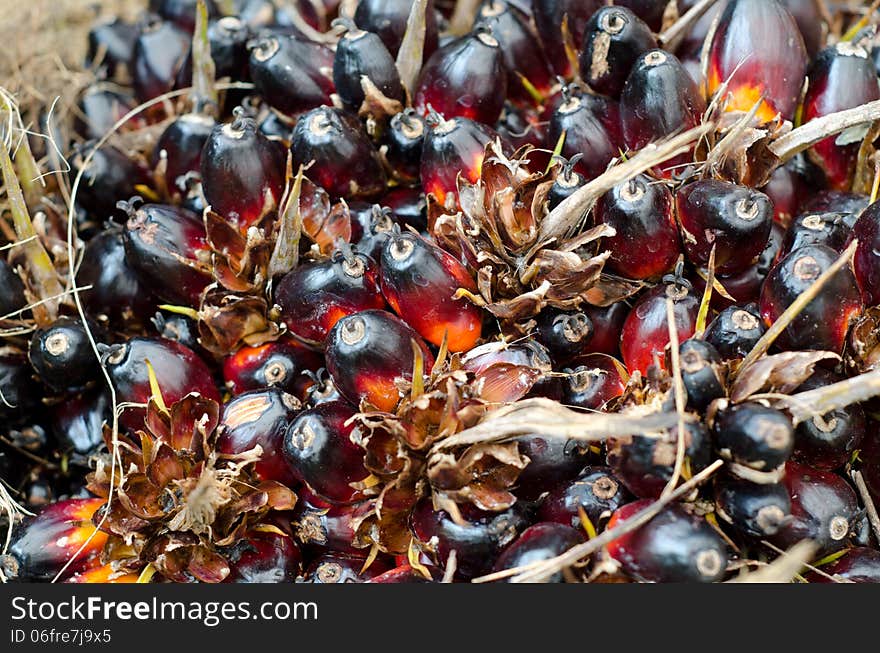 Palm oil fruit tropical plant