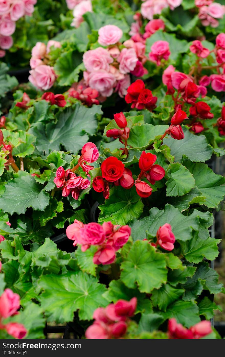 Begonia flower blooming in garden