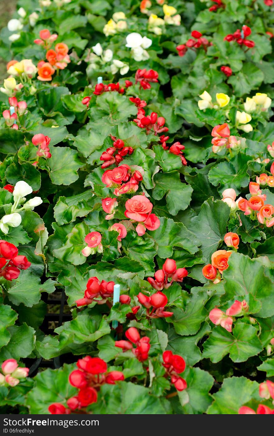 Begonia flower blooming in garden