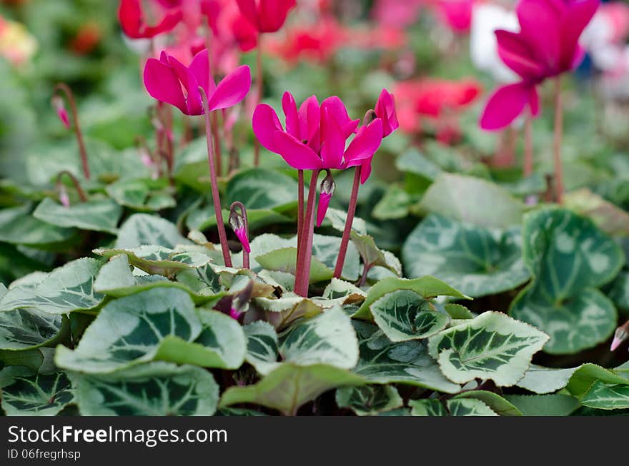 Pink cyclamen blooming in garden