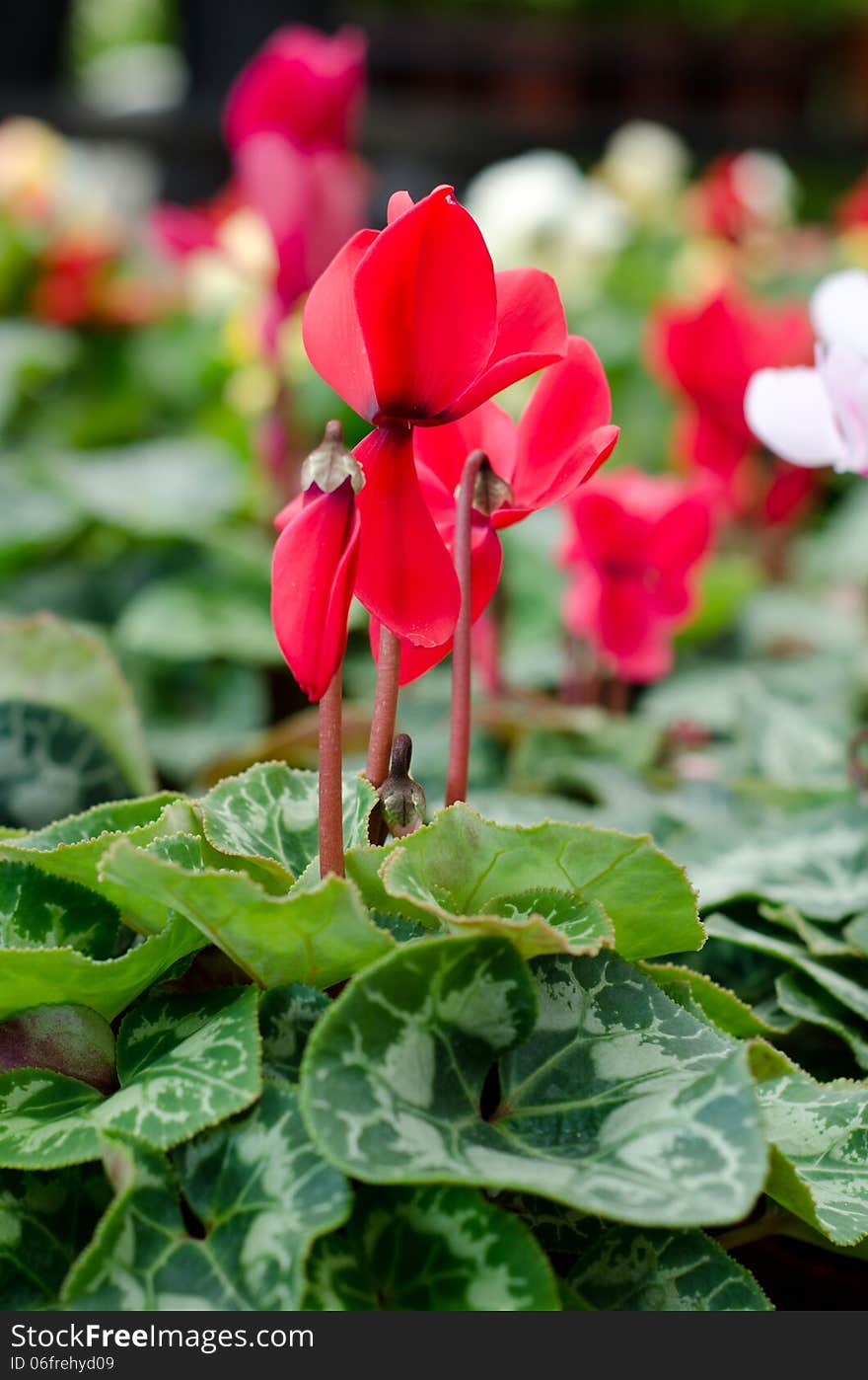 Red cyclamen blooming in garden