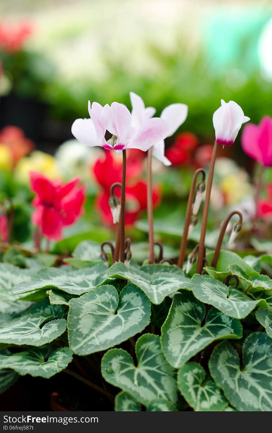 Cyclamen flower blooming in garden