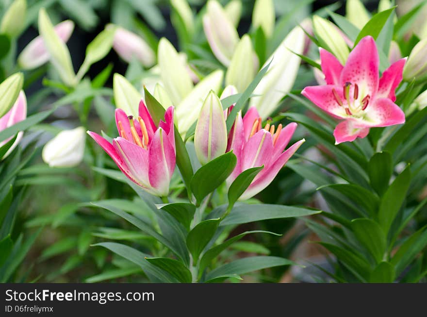 Pink lily blooming on tree