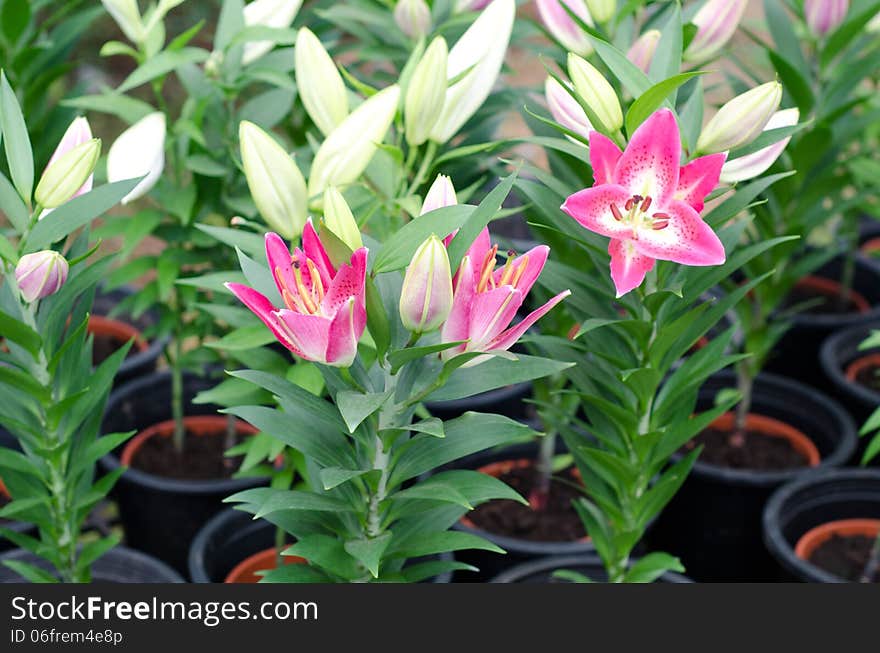 Pink lily blooming on tree