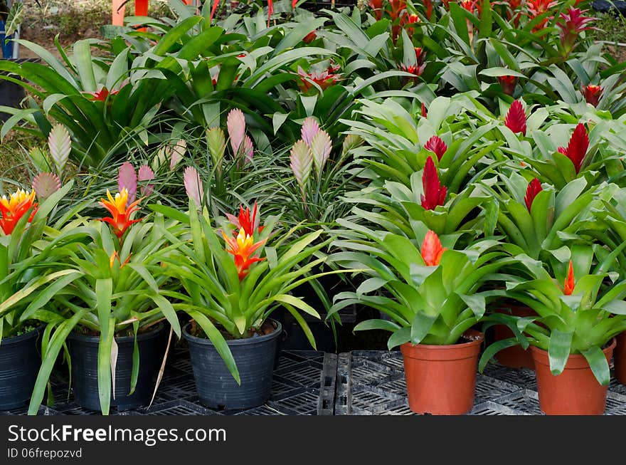 Bromeliad flowers